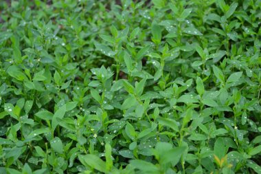 Bahçıvanlık, tarla bitkisi. Yeşil yapraklar, çalılar. Ev bahçesi, çiçek tarlası. - Ev. Knotweed kuşu, Polygonum aviculare. Yıllık otçul bitki