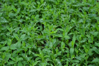 Bahçıvanlık, tarla bitkisi. Yeşil yapraklar, çalılar. Ev bahçesi. Knotweed kuşu, Polygonum aviculare. Yıllık otçul bitki