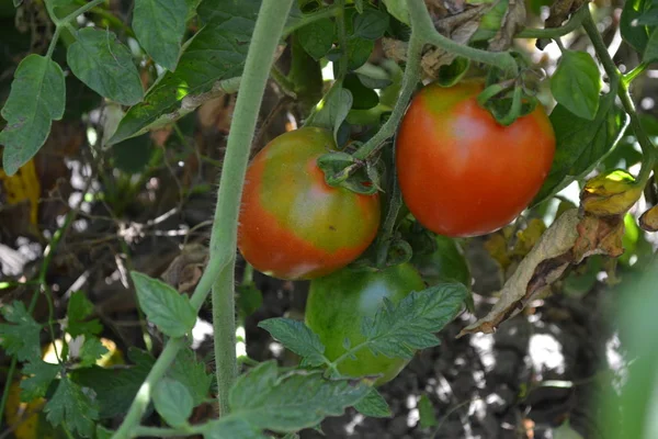 Κηπουρική Πράσινα Φύλλα Θάμνοι Κόκκινα Λαχανικά Μια Ντομάτα Solanum Lycopersicum — Φωτογραφία Αρχείου
