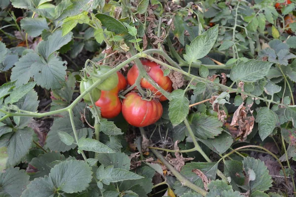 Home garden, bed. Gardening. Green leaves. Red vegetables. A tomato. Solanum lycopersicum, herbaceous plant, genus Solanum. Tasty and healthy