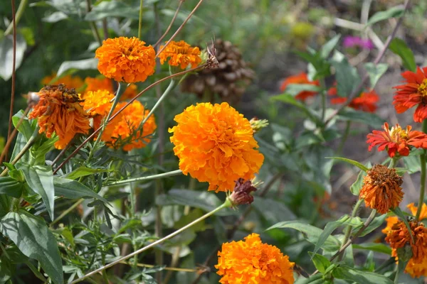 Hausgarten Blumenbeet Gartenarbeit Grüne Blätter Büsche Schöne Blume Barhatte Aufrecht — Stockfoto