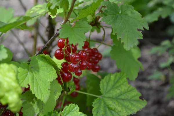 Gardening Home Green Leaves Bushes Red Juicy Berries Tasty Healthy — 스톡 사진