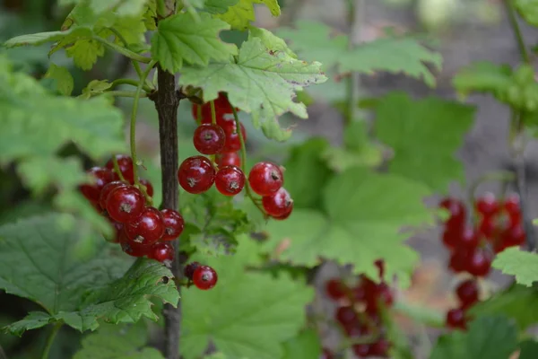 Jardinería Bayas Rojas Jugosas Grosella Roja Ordinaria Jardín Familia Arbustos — Foto de Stock