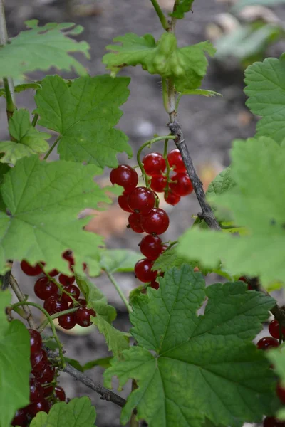 Trädgårdsarbete Röda Saftiga Bär Röda Vinbär Vanliga Liten Lövbuskfamilj Grossulariaceae — Stockfoto