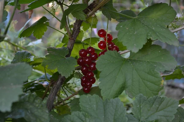 自宅の庭 ベッド 赤いジューシーな果実赤スグリ 普通の庭 小落葉低木科グロスラリア科 — ストック写真