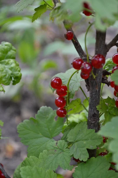 Házikert Virágágy Kertészkedés Ház Mező Farm Falu Zöld Levelek Bokrok — Stock Fotó