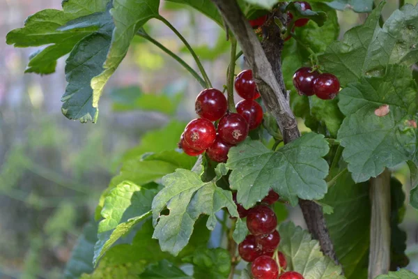 自宅の庭 ガーデニング 家だ緑の葉 赤いジューシーな果実おいしさと健康 赤スグリ 普通の庭 小落葉低木科グロスラリア科 — ストック写真