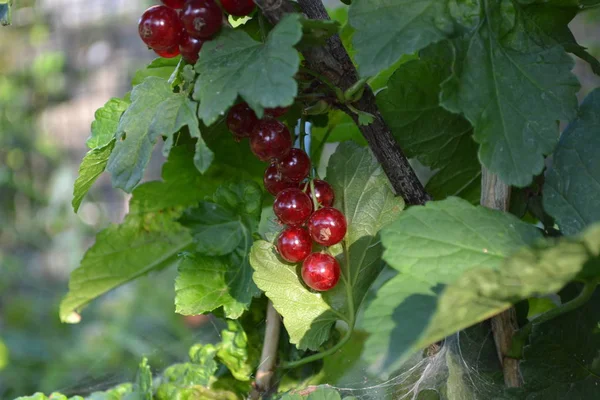 Jardin Intérieur Lit Fleurs Jardinage Maison Champ Feuilles Vertes Buissons — Photo