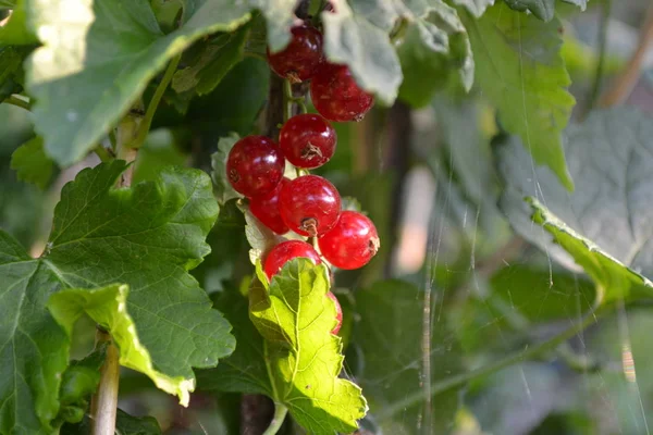 Κήπος Παρτέρι Κηπουρική Κόκκινα Ζουμερά Μούρα Νόστιμο Και Υγιεινό Κόκκινο — Φωτογραφία Αρχείου