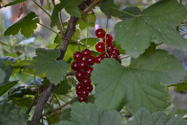 Hausgarten Blumenbeet Gartenarbeit Rote Saftige Beeren Rote Johannisbeere Gewöhnlich Garten — Stockfoto