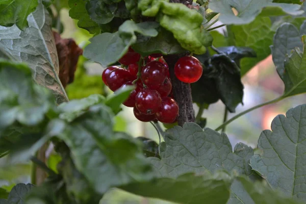 Giardino Casa Aiuola Giardinaggio Bacche Rosse Succose Gustoso Sano Ribes — Foto Stock