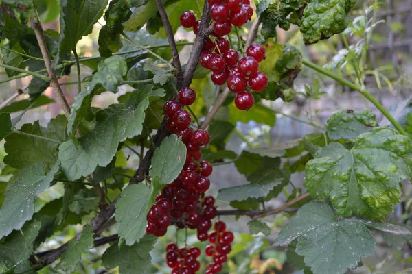 Jardin Intérieur Lit Fleurs Maison Champ Feuilles Vertes Buissons Des — Photo