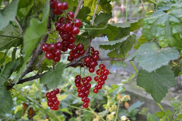 自宅の庭 赤いジューシーな果実おいしそう赤スグリ 普通の庭 小落葉低木科グロスラリア科 — ストック写真