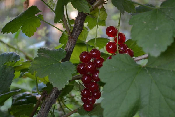 ホームガーデン 赤いジューシーな果実赤スグリ 普通の庭 小落葉低木科グロスラリア科 — ストック写真