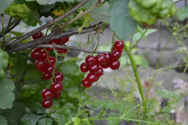 Home Gardening Red Juicy Berries Red Currant Ordinary Garden Small — Stok fotoğraf