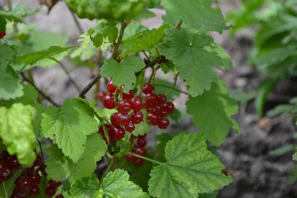 Gardening Green Leaves Red Juicy Berries Tasty Healthy Red Currant — Stok fotoğraf