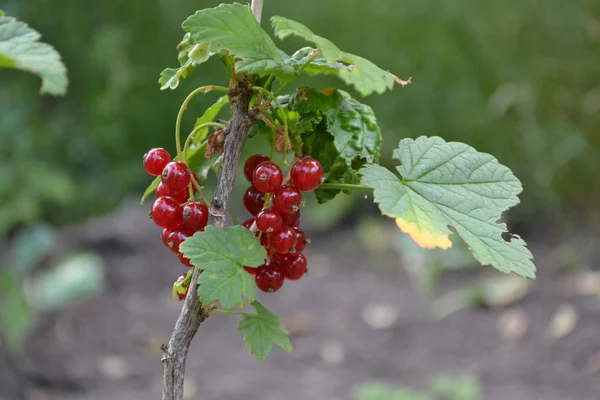 Gardening Green Red Juicy Berries Tasty Healthy Red Currant Ordinary — Stok fotoğraf