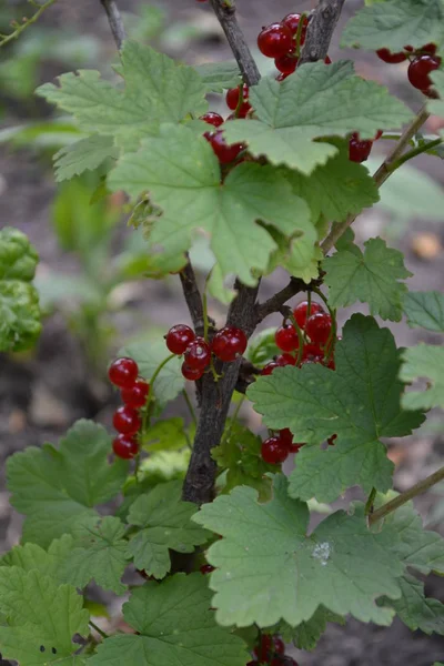 Jardinage Des Baies Rouges Juteuses Savoureux Sain Groseille Ordinaire Jardin — Photo