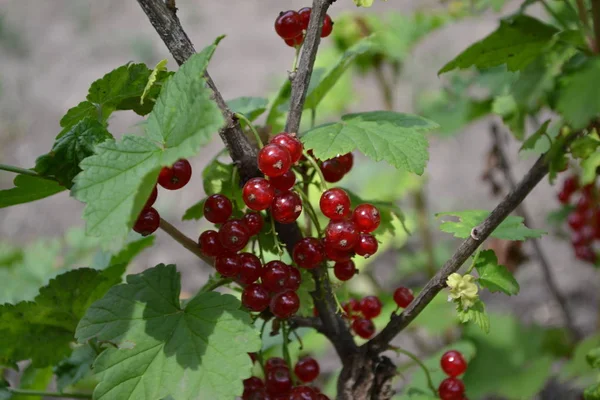 Gardening Home Garden Green Leaves Bushes Red Juicy Berries Tasty — Stok fotoğraf