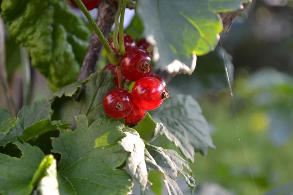 Home Garden Flower Bed Gardening Green Red Juicy Berries Tasty — Stok fotoğraf