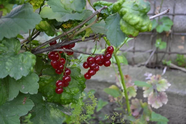 Casa Bacche Rosse Succose Ribes Rosso Ordinario Piccola Famiglia Arbusti — Foto Stock