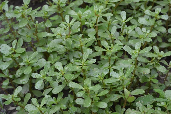 Jardinería Jardín Casero Hojas Verdes Purslane Plantas Anuales Herbáceas Suculentas — Foto de Stock