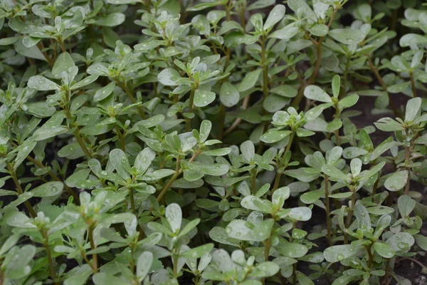 自宅の庭 ガーデニング 家だ緑の葉 Purslane 年間草本多肉植物 ポルトラカ オレラセアおいしさと健康 — ストック写真