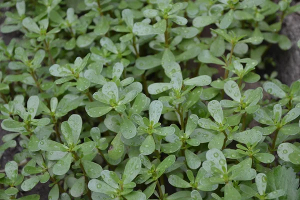 Gardening. Home. Green leaves. Purslane, annual herbaceous succulent plants. Portulaca oleracea