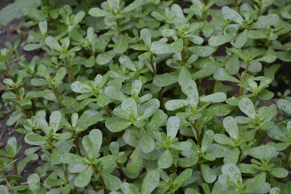 ガーデニング 緑の葉Purslane 年間草本多肉植物 ポルトラカオレラセア — ストック写真