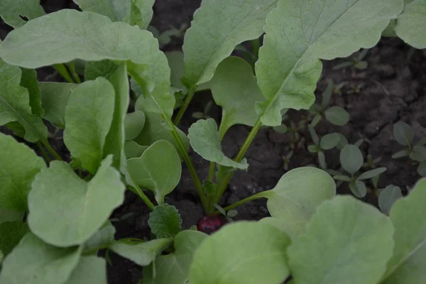 Home garden, bed. House, field, farm, village. Green leaves, bushes. Raphanus sativus. Radish, vegetable, root vegetable. Delicious salad, soup. Young shoots. Tasty and healthy