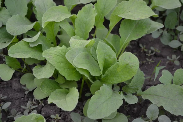 Casa Jardim Canteiro Flores Folhas Verdes Raphanus Sativus Rabanete Vegetal — Fotografia de Stock