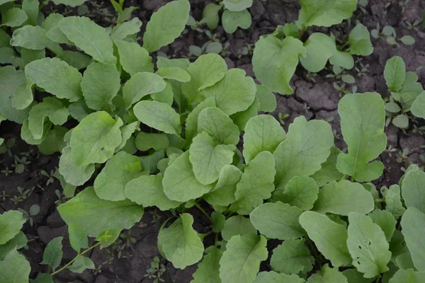 Házikert Virágágy Raphanus Sativus Vagyok Retek Zöldség Gyökérzöldség Finom Saláta — Stock Fotó