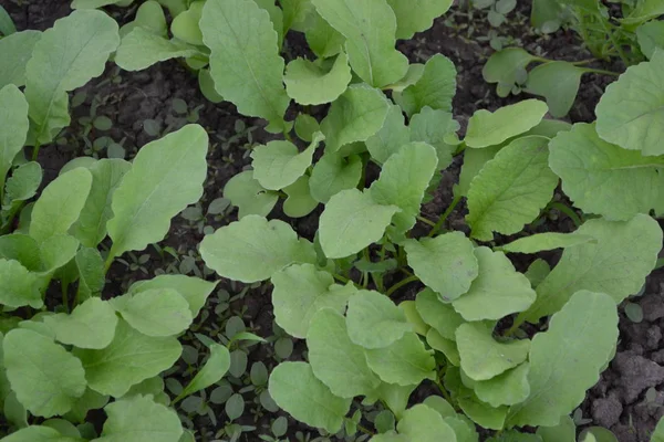 Casa Jardim Canteiro Flores Raphanus Sativus Rabanete Vegetal Verdura Raiz — Fotografia de Stock