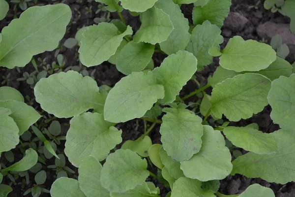 Στο Σπίτι Χάουζ Πράσινα Φύλλα Θάμνοι Ράφανους Σάτιβους Ραπανάκια Λαχανικά — Φωτογραφία Αρχείου