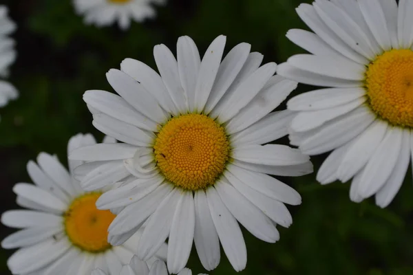 Gardening. Home garden. Daisy flower, chamomile. Matricaria Perennial flowering plant of the Asteraceae family. Beautiful, delicate inflorescences. White flowers