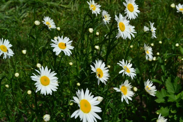 Groene Bladeren Struiken Tuinhuis Daisy Bloem Kamille Matricaria Vaste Plant — Stockfoto