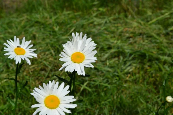 Zielone Liście Krzaki Ogrodnictwo Kwiat Daisy Rumianek Matricaria Wieloletnia Białe — Zdjęcie stockowe