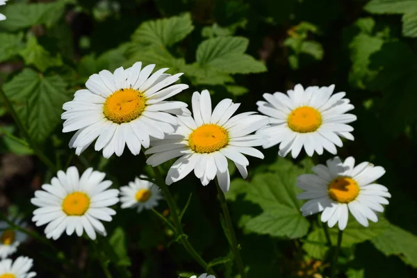 Grüne Blätter Büsche Hausgarten Blumenbeet Gänseblümchen Kamille Matricaria Mehrjährige Blütenpflanze — Stockfoto