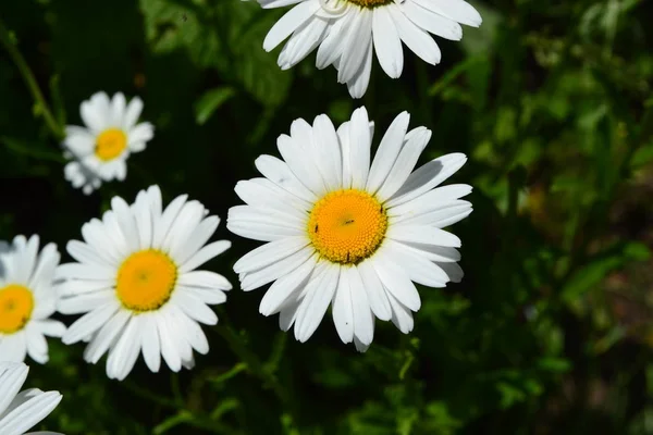 Folhas Verdes Arbustos Casa Jardim Canteiro Flores Casa Campo Quinta — Fotografia de Stock