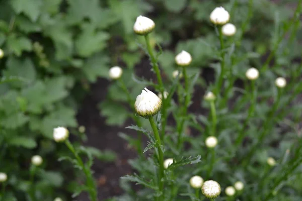 Hausgarten Blumenbeet Gartenarbeit Haus Feld Hof Gänseblümchen Kamille Matricaria Mehrjährige — Stockfoto