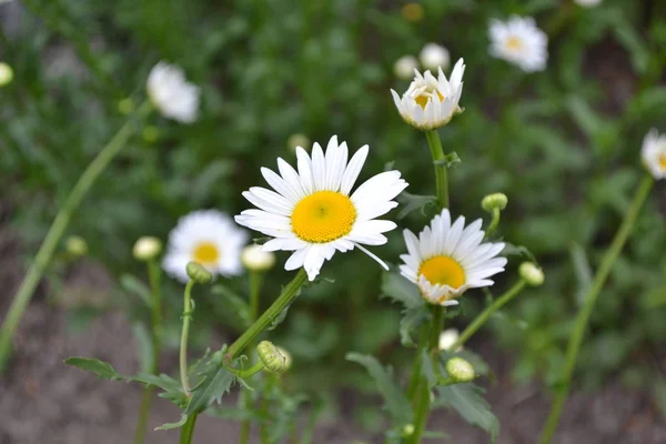 Home garden, flower bed. House, field, farm, village. Daisy flower, chamomile.  Gardening. Matricaria. Perennial flowering plant of the Asteraceae family. Beautiful, delicate inflorescences. White flowers