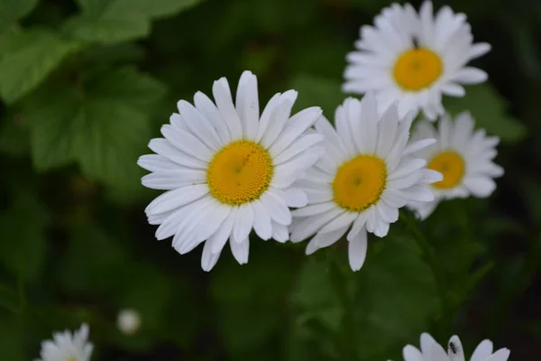 Domácí Zahrada Zahradničení Daisy Flower Heřmánku Matricaria Trvalá Rostlina Čeledi — Stock fotografie