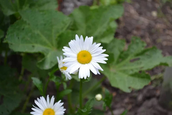 Home garden. Daisy flower, chamomile.  Gardening. Matricaria. Perennial flowering plant of the Asteraceae family. Beautiful, delicate inflorescences. White flowers