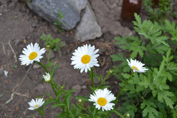 Hause Gartenarbeit Gänseblümchen Kamille Matricaria Mehrjährige Blütenpflanze Aus Der Familie — Stockfoto