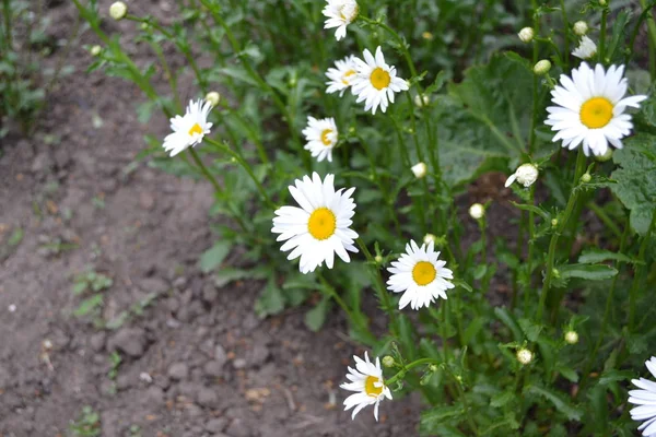 Para Casa Daisy Camomila Jardinagem Matricaria Planta Com Flor Perene — Fotografia de Stock