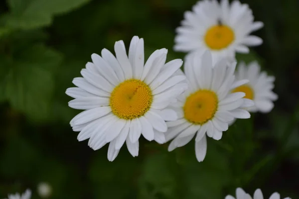 Domu Ogrodnictwo Kwiat Daisy Rumianek Matricaria Wieloletnie Kwitnienie Piękne Delikatne — Zdjęcie stockowe