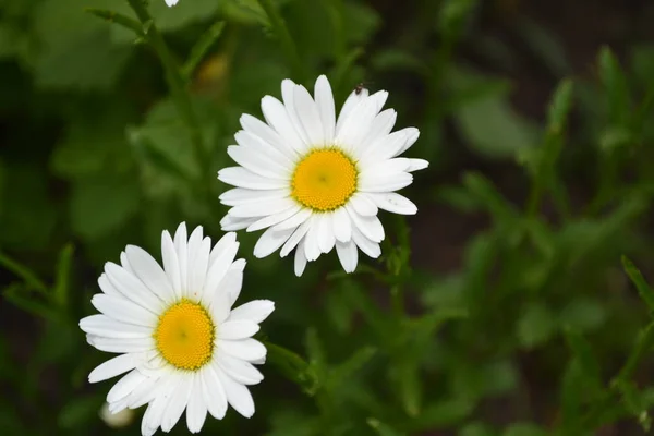 Domu Ogrodnictwo Kwiat Daisy Rumianek Matricaria Wieloletnia Piękne Delikatne Kwiatostany — Zdjęcie stockowe