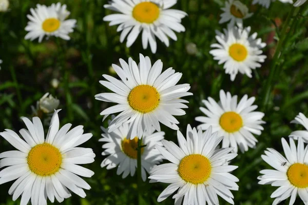 Gardening Home garden, flower bed. House, field, farm, village. Daisy flower, chamomile. Matricaria Perennial flowering plant of the Asteraceae family. Beautiful, delicate inflorescences. White flowers