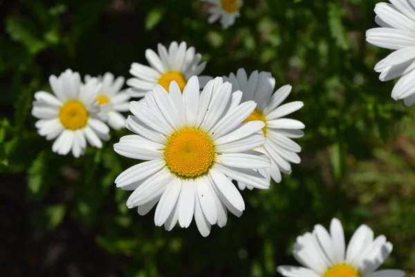 White Flowers Gardening Daisy Chamomile Matricaria Perennial Flowering Plant Beautiful — Stock Photo, Image