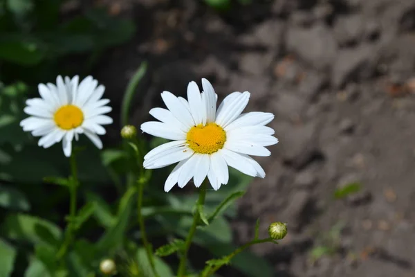 Белые Цветы Садоводство Дейзи Ромашка Matricaria Perennial Красивые Соцветия — стоковое фото